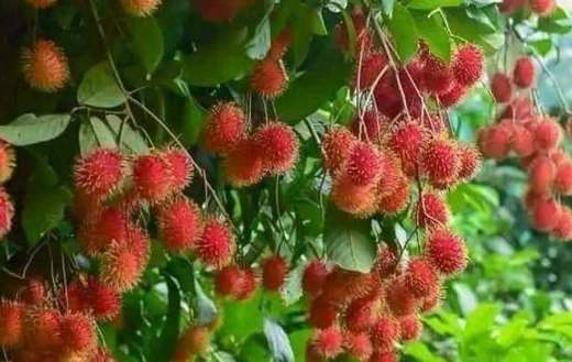 Rambutan tropical fruits