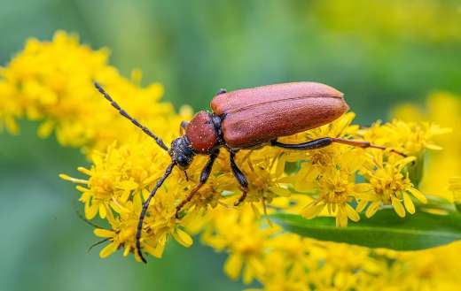 Red brown longhorn beetle bug