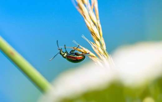 Rose beetle insect 2