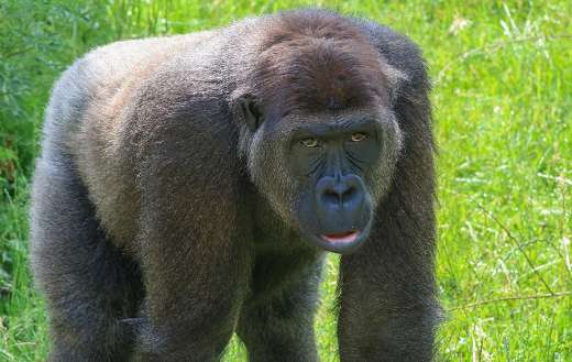 Silver black gorilla