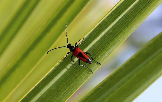 Stictoleptura cordigera insect