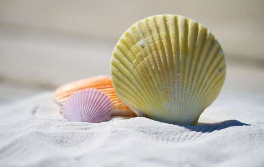 Summer kids shells stuff