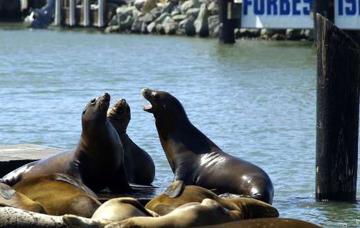 Talking sea lions