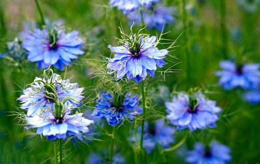 The virgin in the green