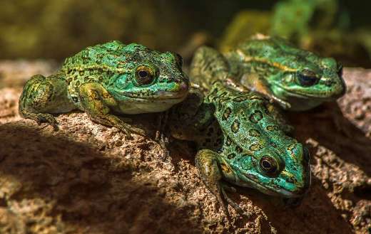 Three amphibian frogs