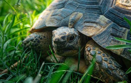 Tortoise marginated in a grass