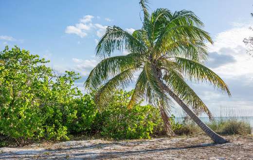 Tropical island nature