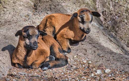 Two small cameroon sheep