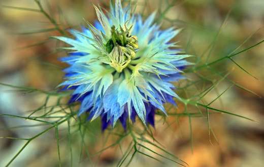 Vingen the green flower