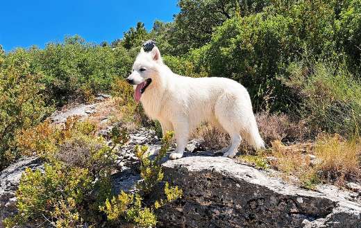 White dog in the nature site seeing