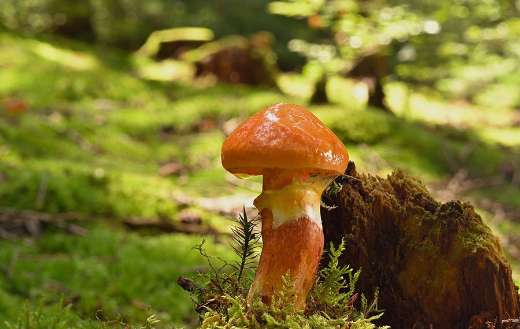 Yellow ring bolete mushroom in the nature