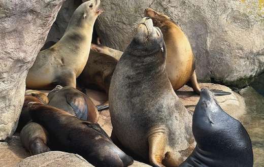 A group of sea lions resting on rocks