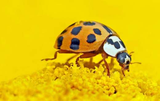 Asian lady beetle insect