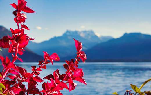 Beautiful red plant by the lake