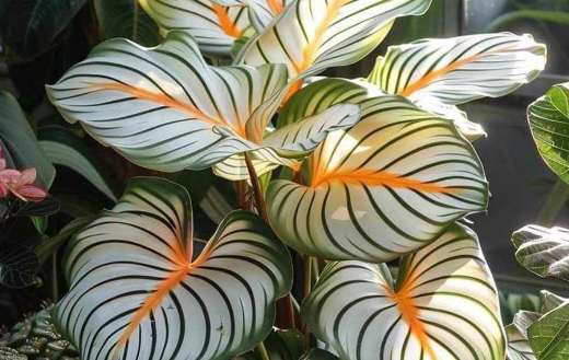 Calathea orbifolia plant green stripes