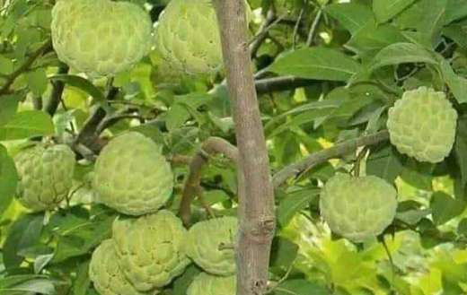Called custard apple fruits