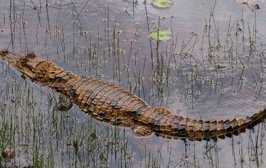 Cayman crocodile reptile