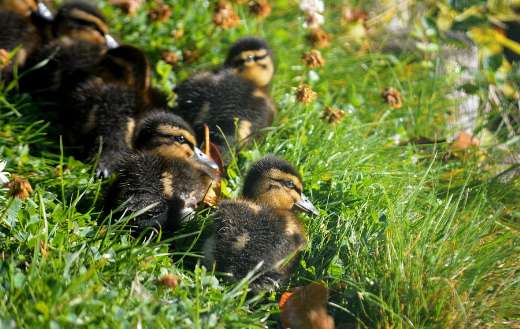 Chicks duckling offspring