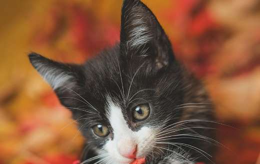Cute black white kitten in autumn colored leaves