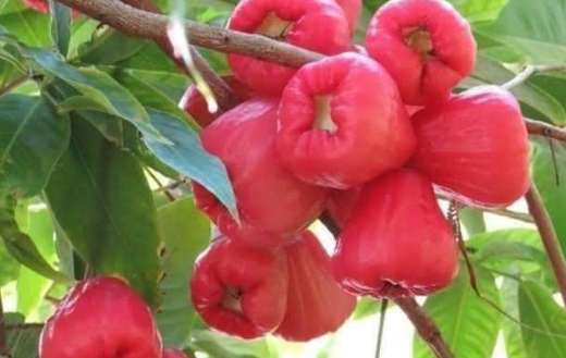 Delicious and exotic water apple