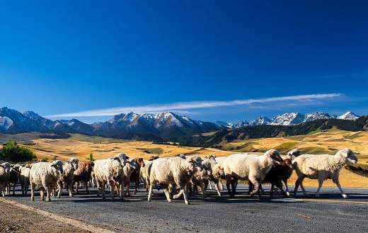 Flock shepherd Mugui