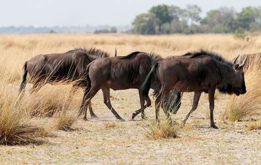 Gnu herd steppe