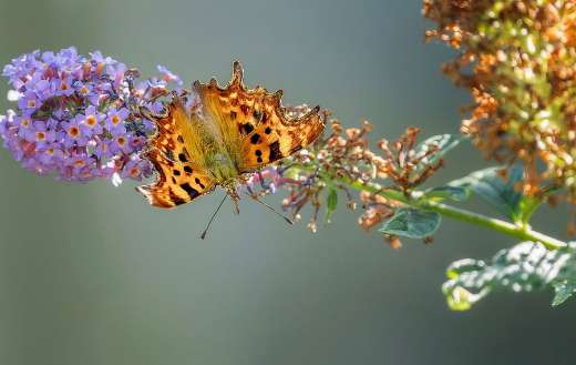 Harrowed aurelia butterfly with distinctive white comma shaped hind wing