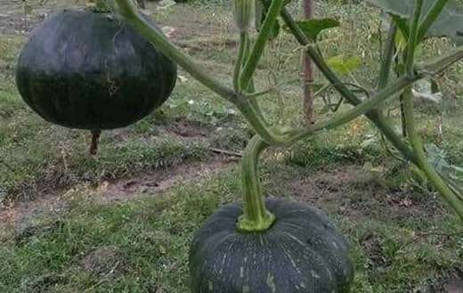 Himalayan pumpkin vegetables