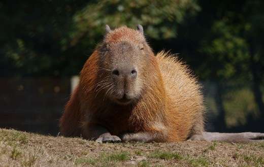 Huge capybara animal