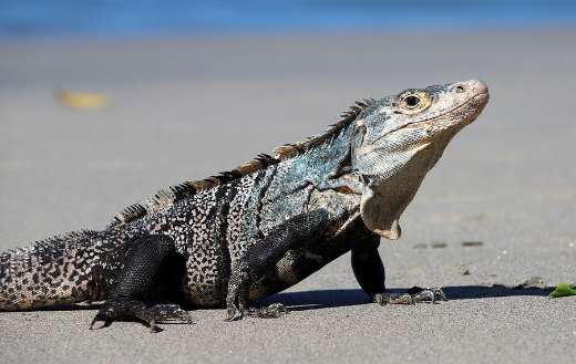 Iguana lizard reptile in the beach