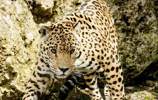 Jaguar animal closeup