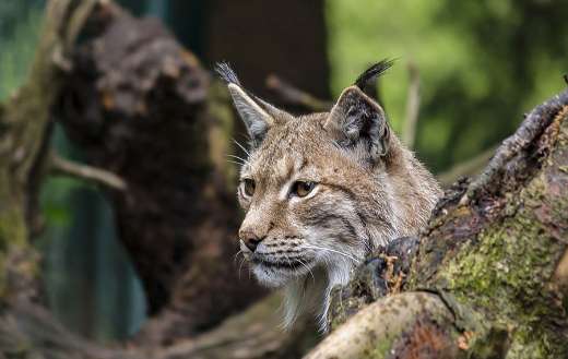 Lynx cat in between tree trunks