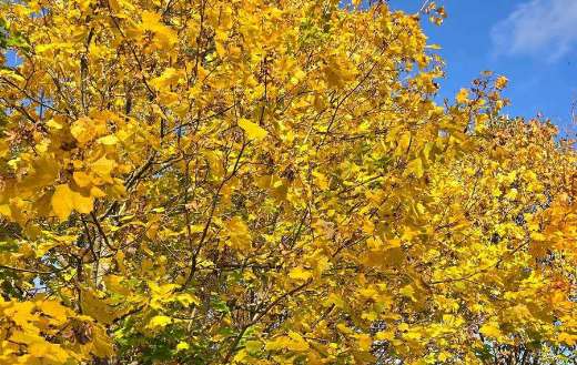 Looks like Norway maple tree autumn vibrant yellow leaves
