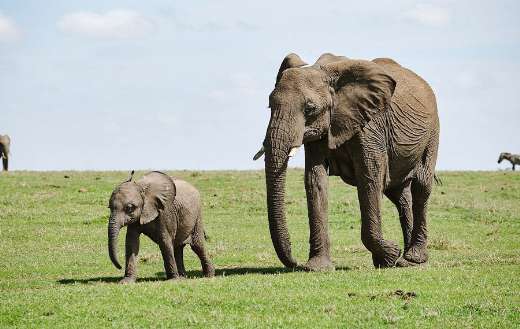 Mother and baby elephant walking
