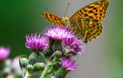 Mother of pearl butterfly edelfalter