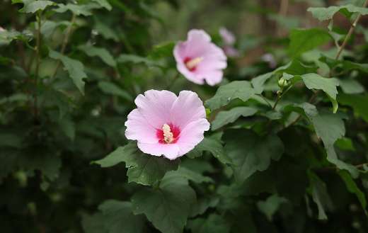 Mungunghwa roses flowers