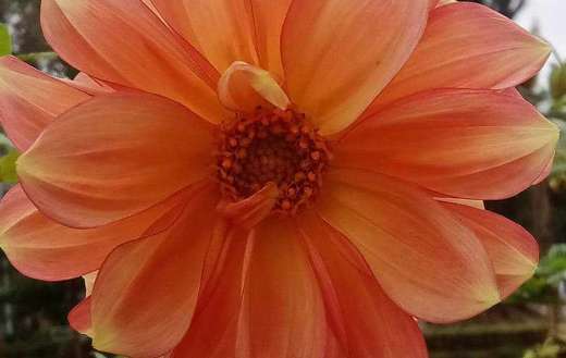 Orange dahlia pinnata flower