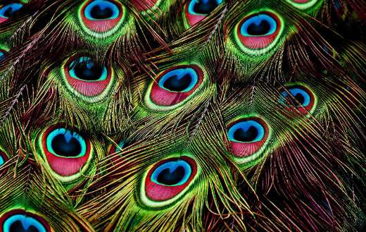 Peacock colorful feathers