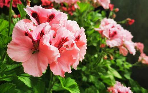 Pelargonium commonly referred geranium