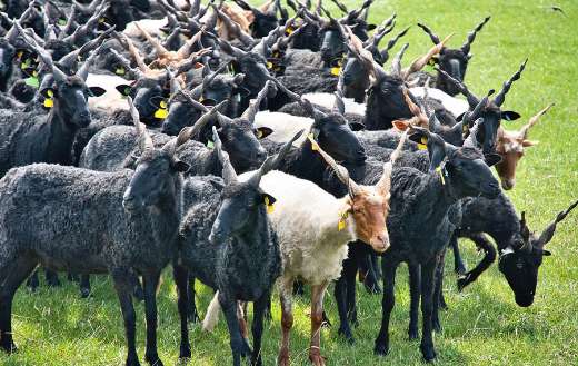 Racka sheep flock