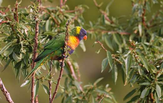 Rainbow lorikeet birdie