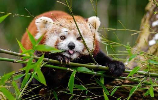 Red panda tongue out