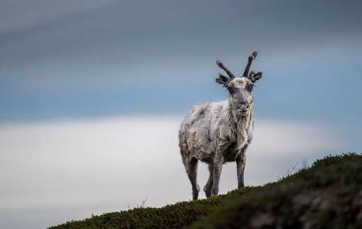 Reindeer deer wildlife animal