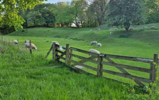 Rural scene with green meadow