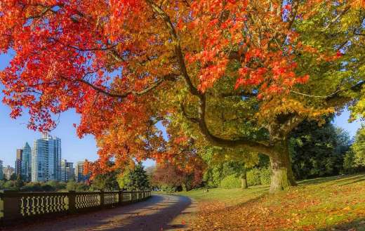 Somewhere stanley park