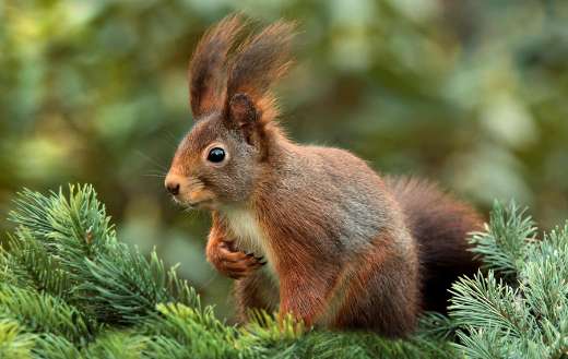South dakota antelope pronghorn 2