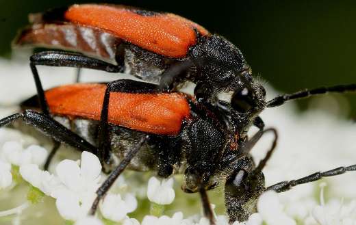 Stictolepturas insect