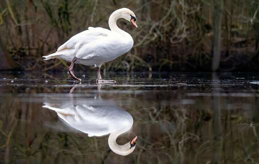 Swan bird and reflection