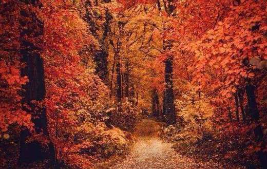 The red forest autumn