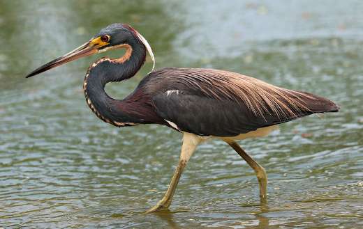 Tricolored heron bird